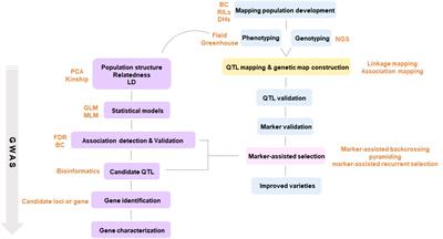 Digitalizing breeding in plants: A new trend of next-generation breeding based on genomic prediction
